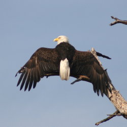 Bald Eagle Anclote 2009