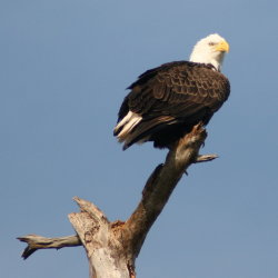 Eagle Anclote Tarpon Springs Florida 2009