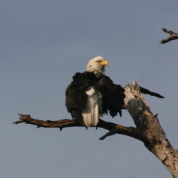 Eagle Anclote Tarpon Springs Florida 2009