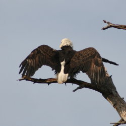 Eagle Anclote Tarpon Springs Florida 2009