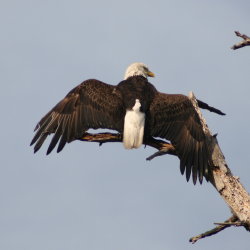 Eagle Anclote Tarpon Springs Florida 2009