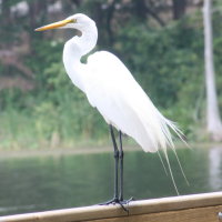 Egret at Anderson Park Tarpon Springs Florida
