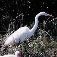 Egret
