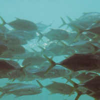 School of Fish