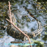 Baby Gator