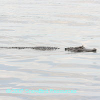 Gator at Anderson Park