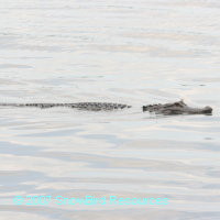 Gator at Anderson Park