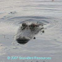 Alligator getting too close for comfort