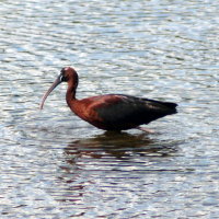 Glossy Ibis - Hudson Florida