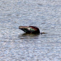 Glossy Ibis - Hudson Florida