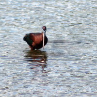 Glossy Ibis - Hudson Florida