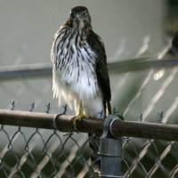 Hawk - Port Richey Florida