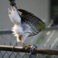 Hawk - Port Richey Florida