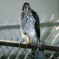 Hawk - Port Richey Florida