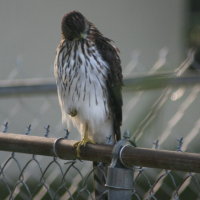 Hawk - Port Richey Florida