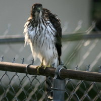 Hawk - Port Richey Florida