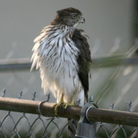 Sharp-shinned Hawk - Port Richey Florida