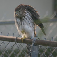 Hawk - Port Richey Florida