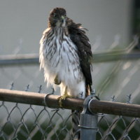 Hawk - Port Richey Florida