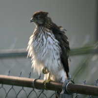 Hawk - Port Richey Florida