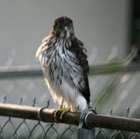 Hawk - Port Richey Florida