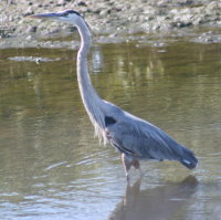 Great Blue Heron in water