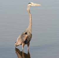 Great Blue Heron - Port Richey FL