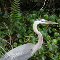 Great Blue Heron - Palm Harbor FL