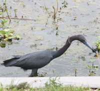 Little Blue Heron at Howard Park Tarpon Springs FL