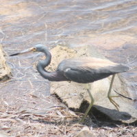 Little Blue Heron - Tarpon Springs FL