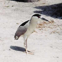 Black-crowned Night-Heron