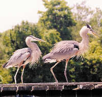 Herons