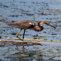 Tricolored Heron at Anderson Park - Tarpon Springs FL