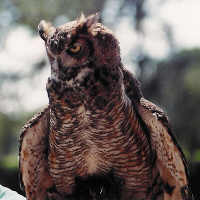 Horned Owl