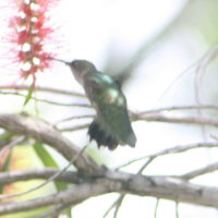 Female Hummingbird