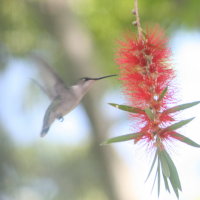 Hummingbird at BottleBrush