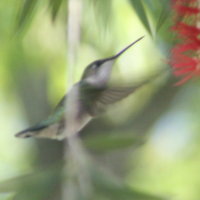 Ruby-throated Hummingbird