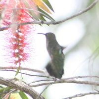 Hummingbird