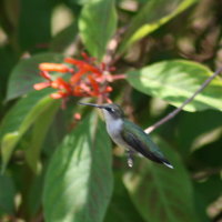 Ruby-throated Hummingbird Perched on Firebush- Tarpon Springs Florida