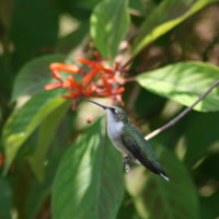 Hummingbird Resting on Firebush - Tarpon Springs Florida