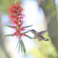 Bottle Brush with Hummingbird