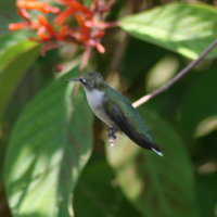 Hummingbird - Tarpon Springs Florida