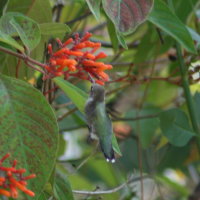 Ruby-throated Hummingbird - Anderson Park Tarpon Springs Florida