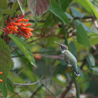 Ruby-throated Hummingbird - Tarpon Springs Florida