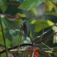 Ruby-throated Hummingbird - Tarpon Springs Florida