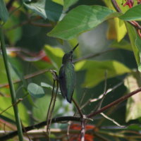 Ruby-throated Hummingbird - Tarpon Springs Florida