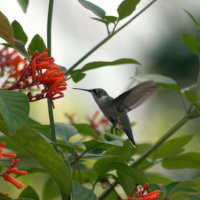 Ruby-throated Hummingbird - Tarpon Springs Florida