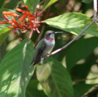 Ruby-throated Hummingbird - Tarpon Springs Florida