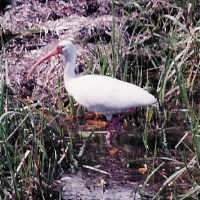 White Ibis