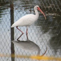 Ibis in pond New Port Richey Florida